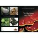 Die Doctoren der Natur brochure-DE